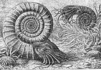 Rekonstruktion eines Ammoniten